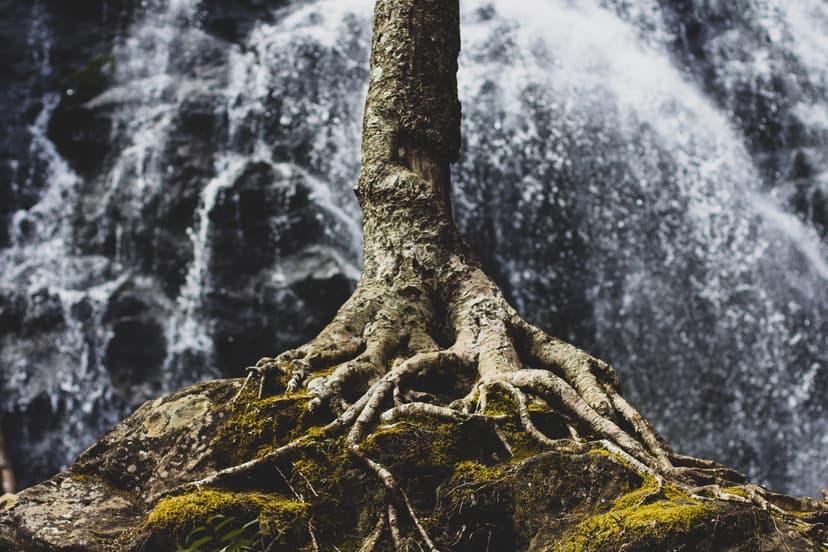 tree roots in front of a waterfall