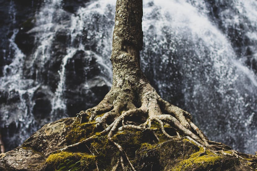 tree roots in front of a waterfall
